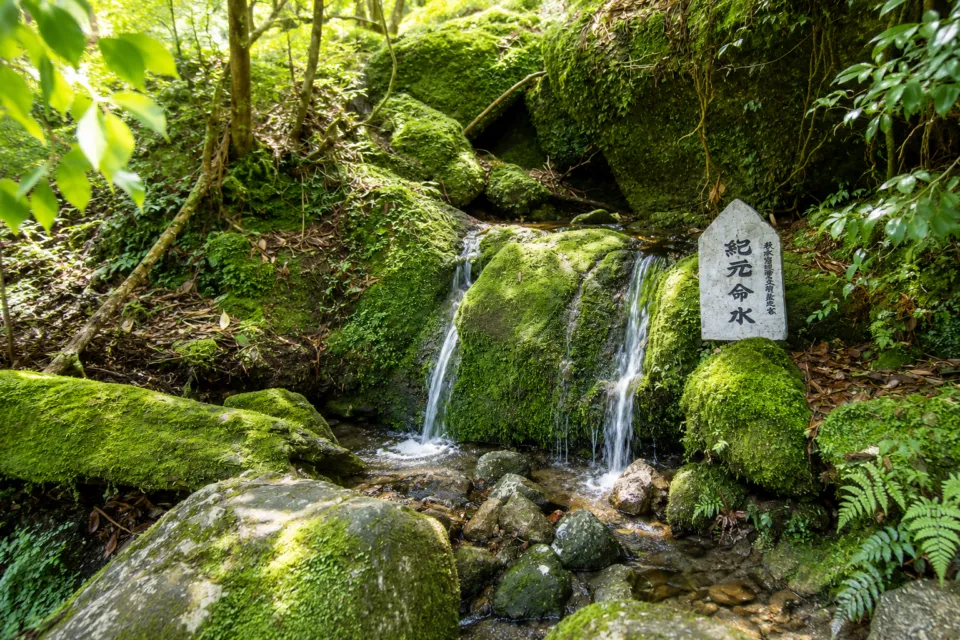 紀元杉