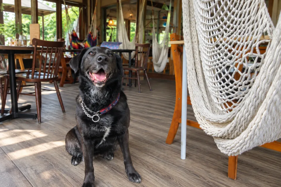 ハンモックカフェ メッツァレイヤのハンモックの隣でくつろぐ犬