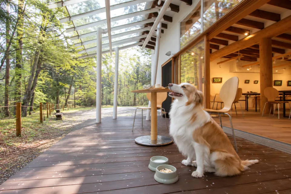 森のカフェKISEKIのテラスの愛犬