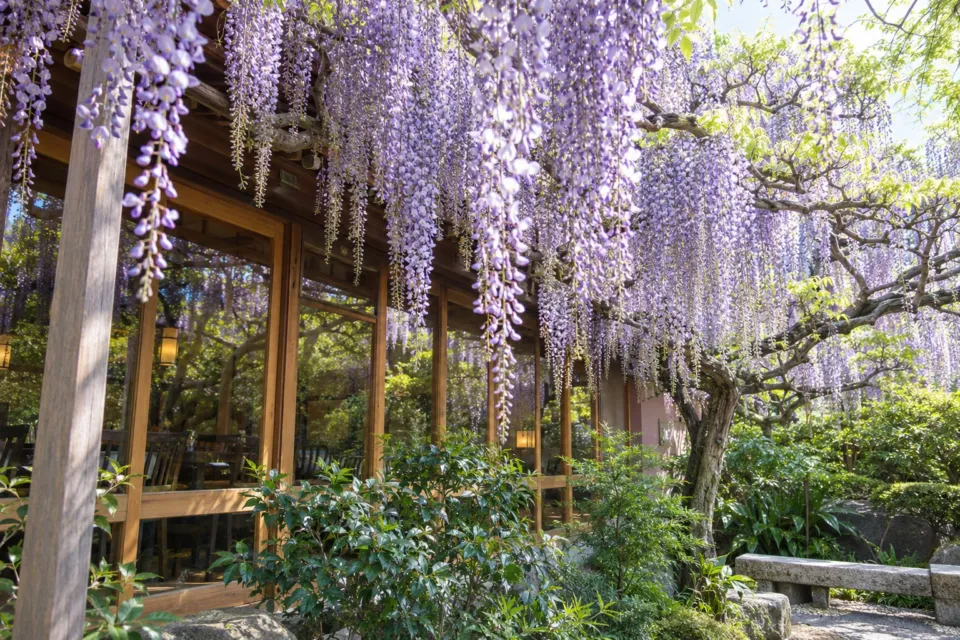 武蔵屋本店の中庭に咲く藤の花