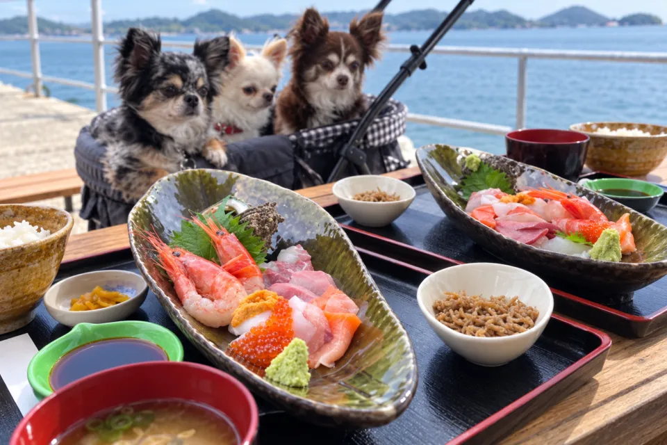 能島水軍のペットと同席した海鮮料理の食卓