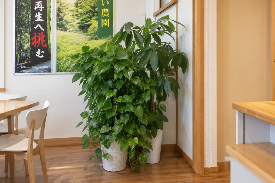 のうき屋米米の観葉植物と壁飾りのある店内