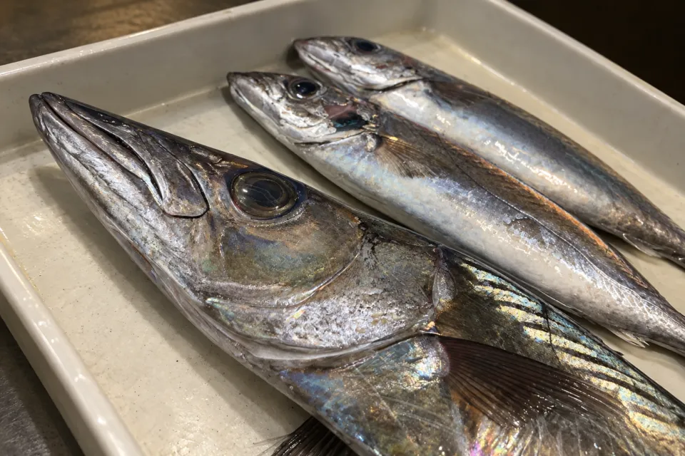 鬼瓦の仕入れ魚のクロシビカマス