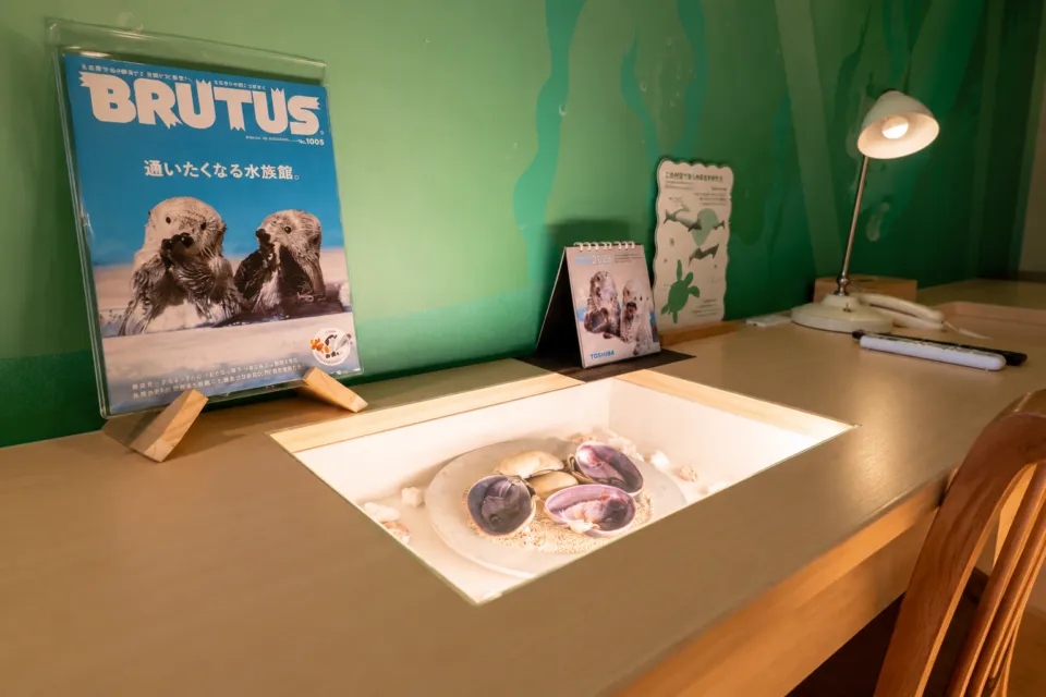 扇芳閣のラッコルームの貝殻展示