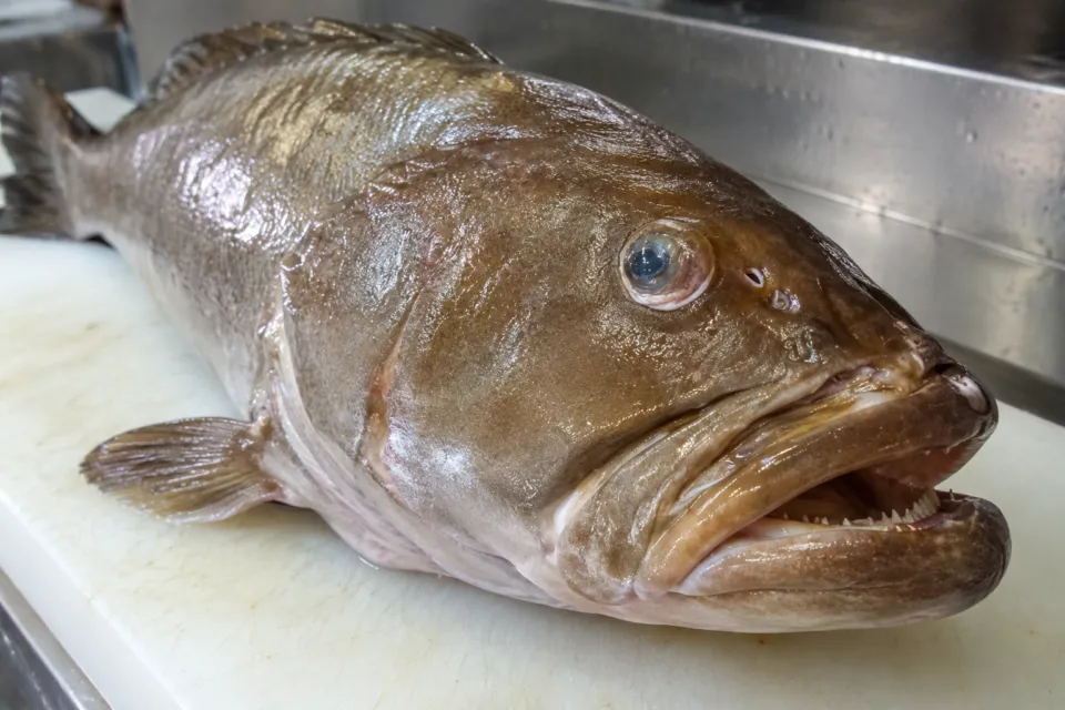 海ごはん山ごはん マルキヨの天然くえの頭と魚体
