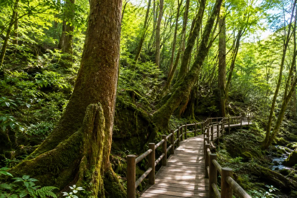 ヤクスギランド
