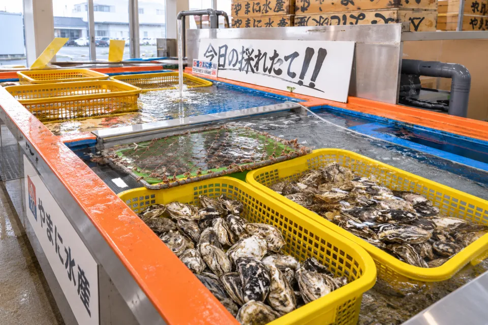 やまに水産の店内水槽の貝類