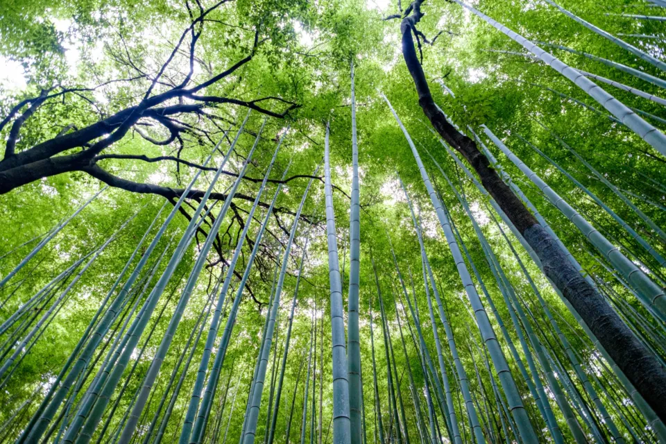 嵐山竹林の小径