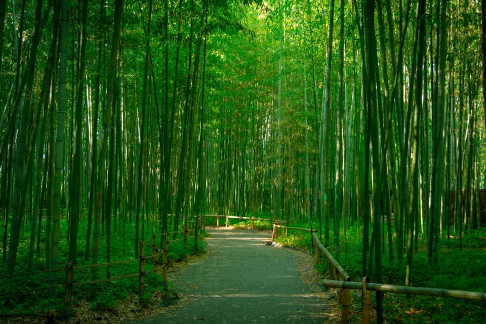 嵐山竹林の小径