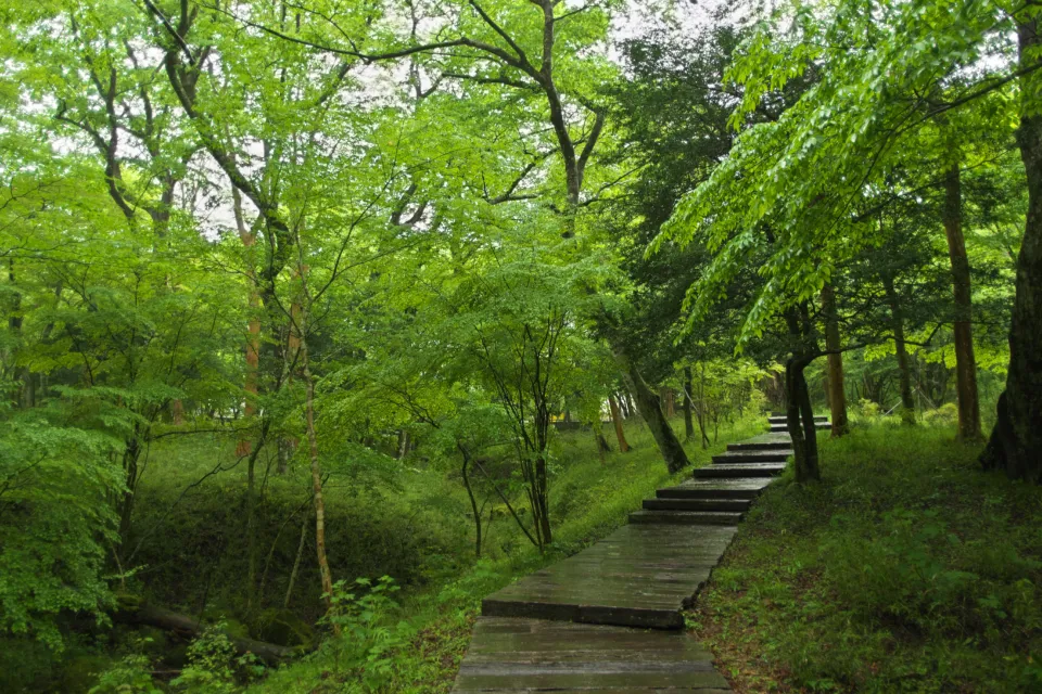 ポーラ美術館の森