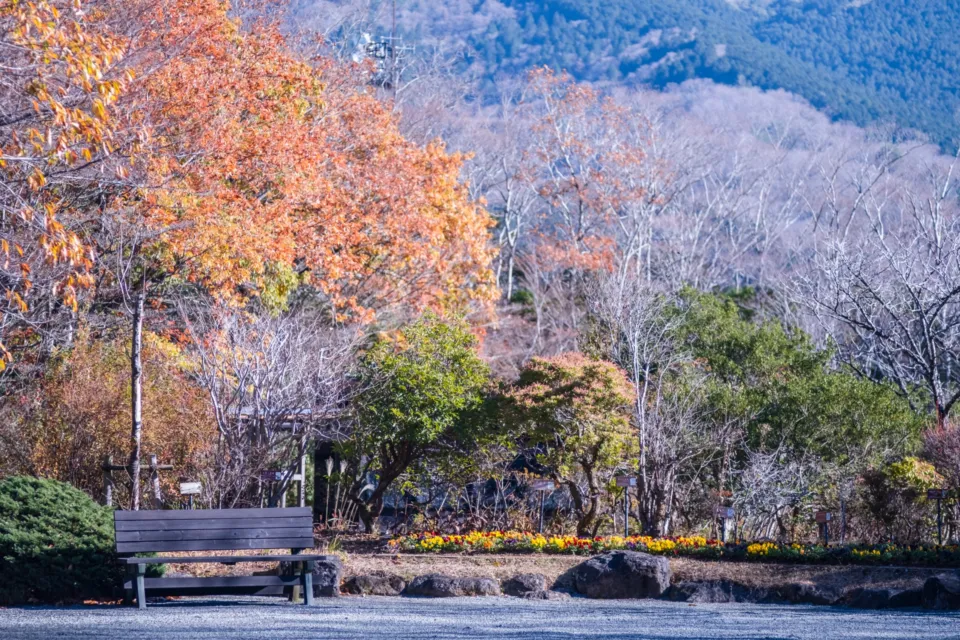 箱根湿生花園の秋