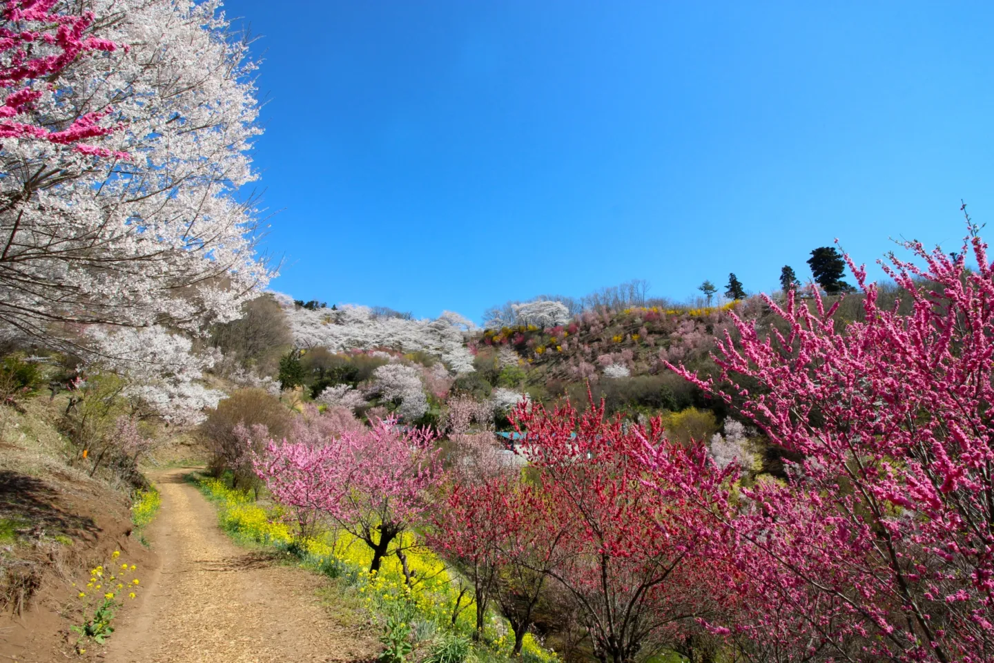 花見山公園
