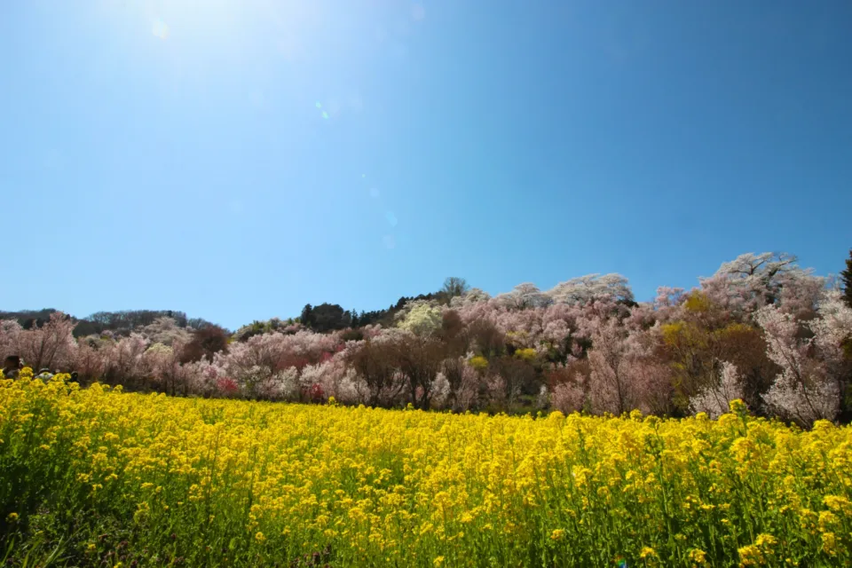花見山公園
