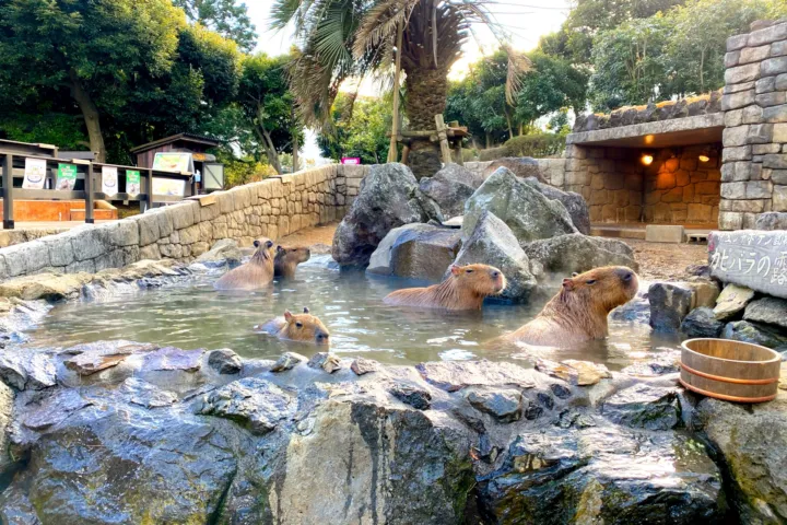 伊豆シャボテン動物公園