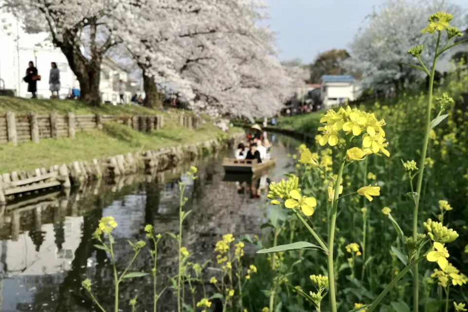 川越氷川神社