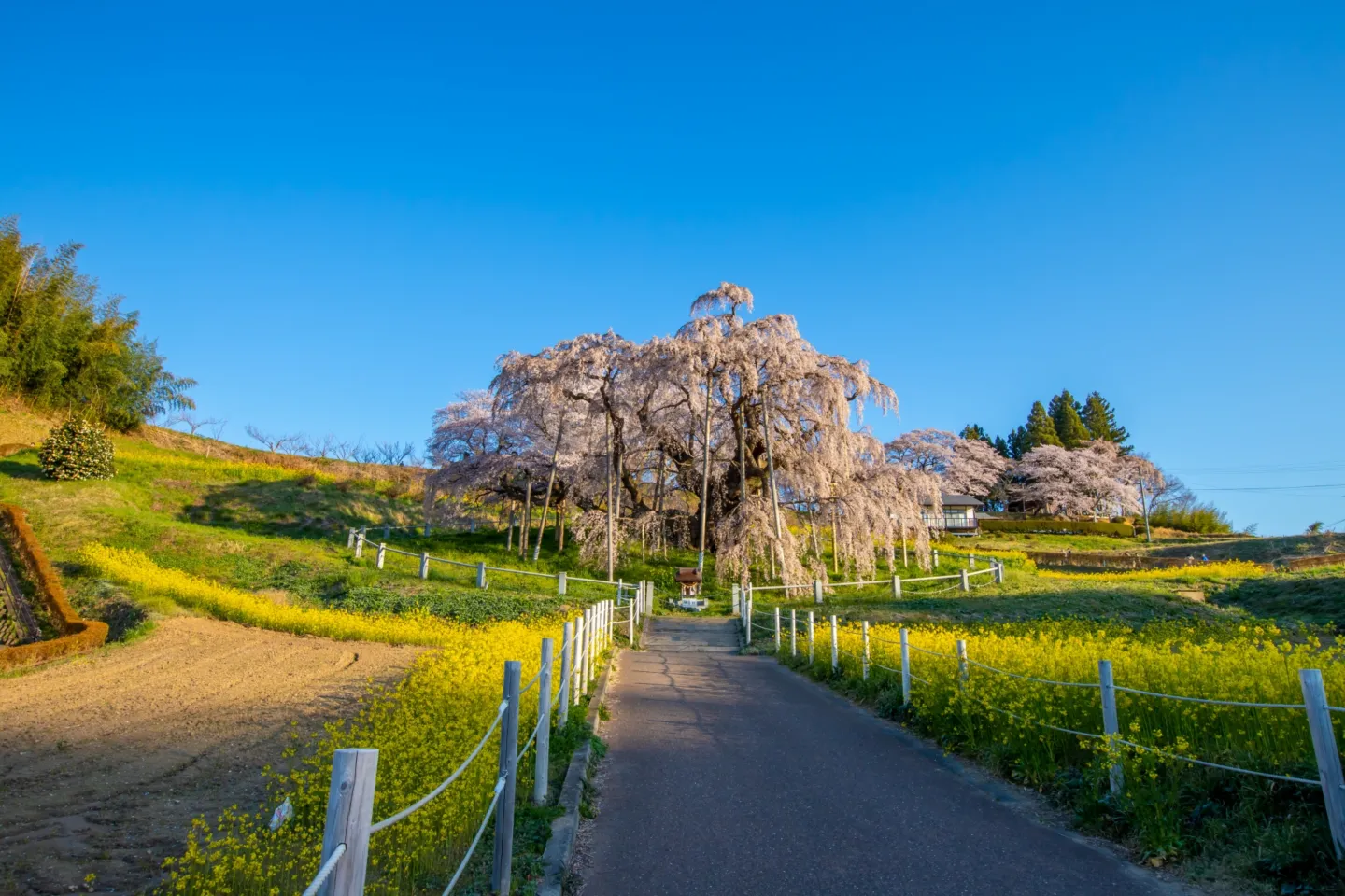 三春滝桜
