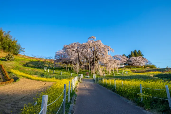三春滝桜