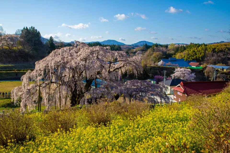 三春滝桜
