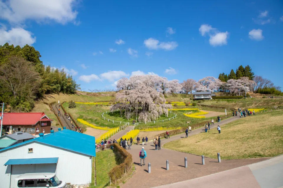 三春滝桜