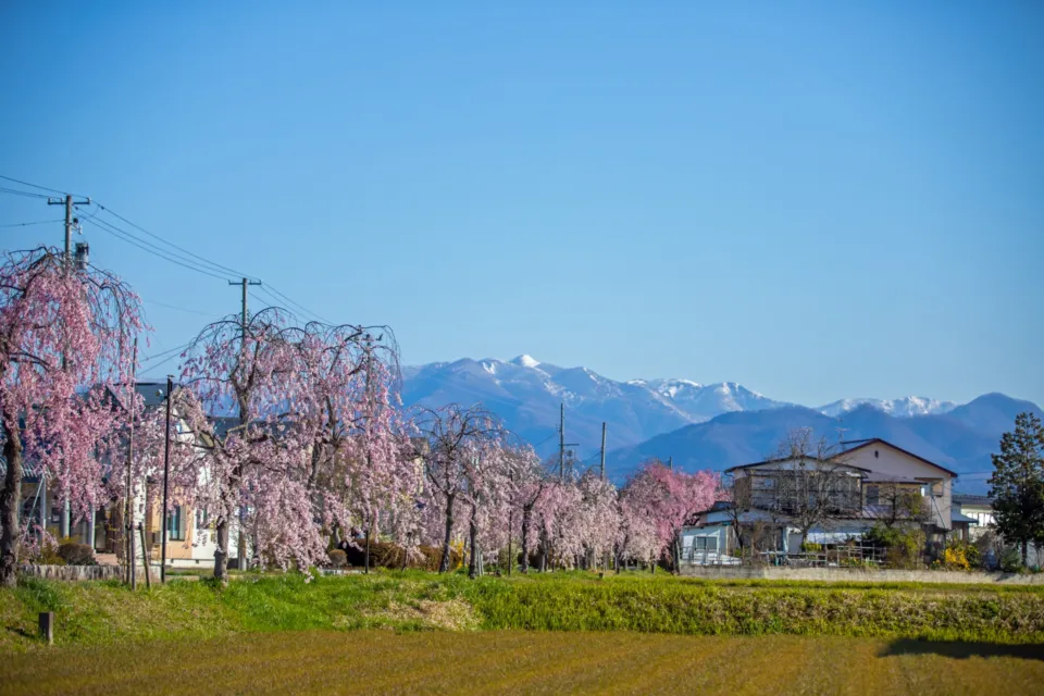 日中線しだれ桜