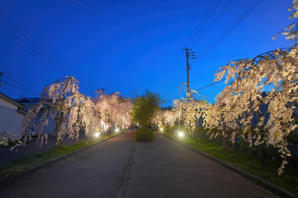 日中線しだれ桜