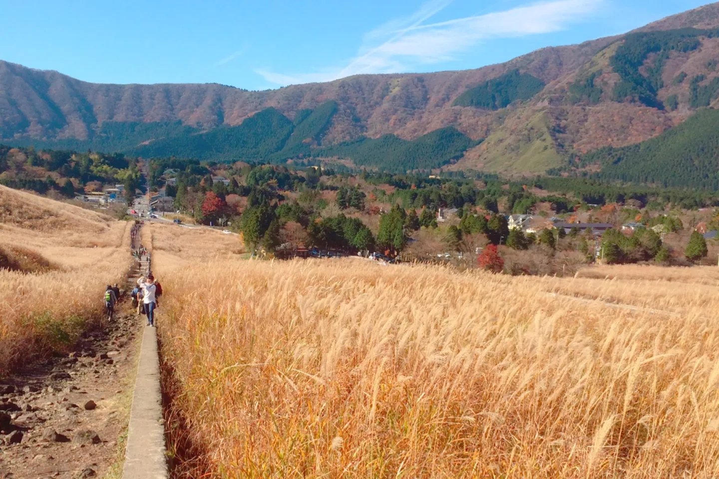 仙石原高原のススキの野原