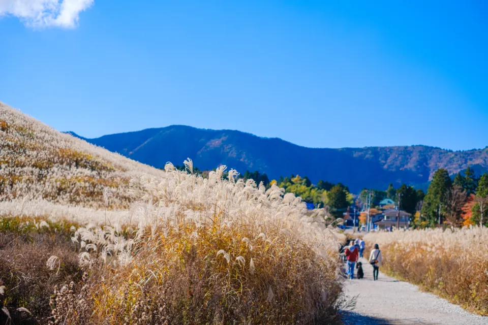 仙石原高原のススキの野原