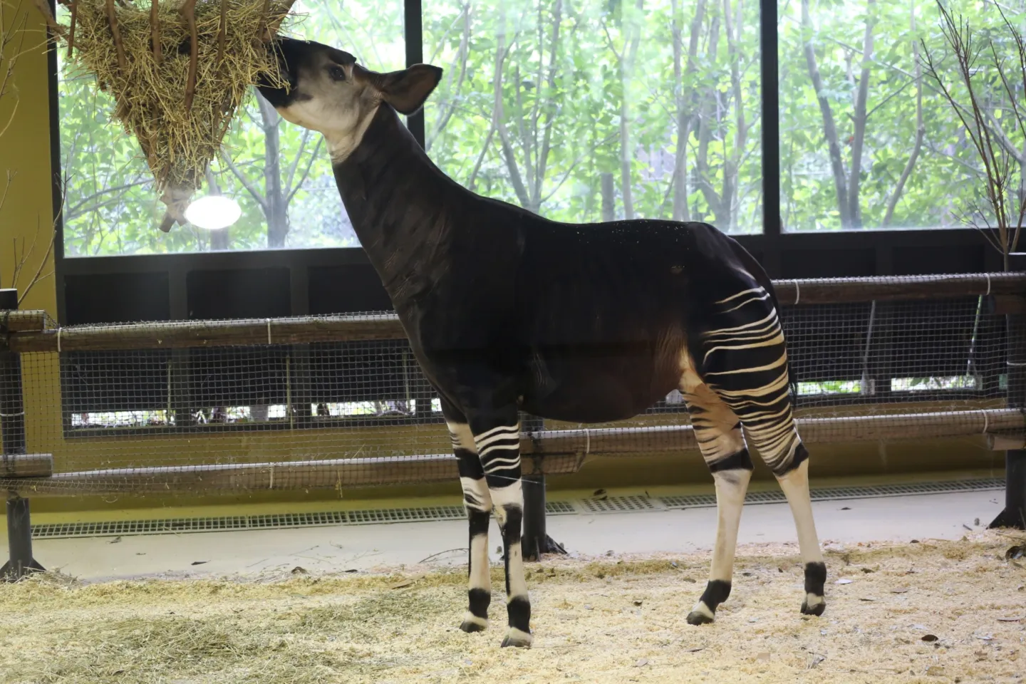 よこはま動物園ズーラシア
