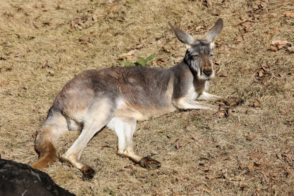 よこはま動物園ズーラシア