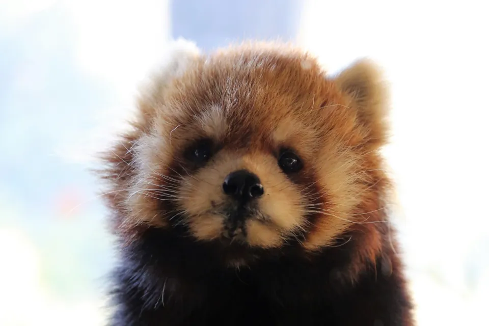 よこはま動物園ズーラシア