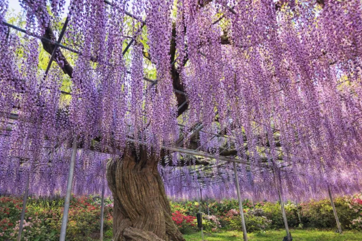 あしかがフラワーパーク