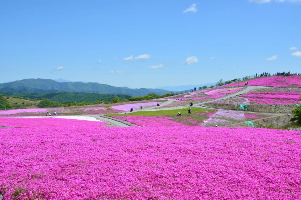 茶臼山高原