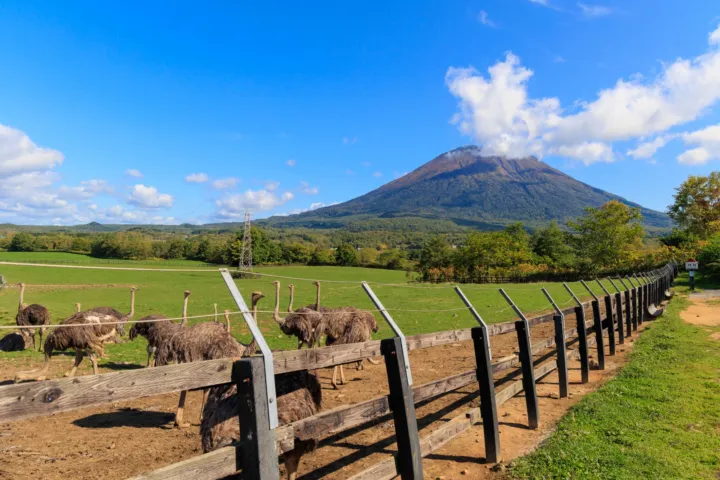 第2有島ダチョウ牧場