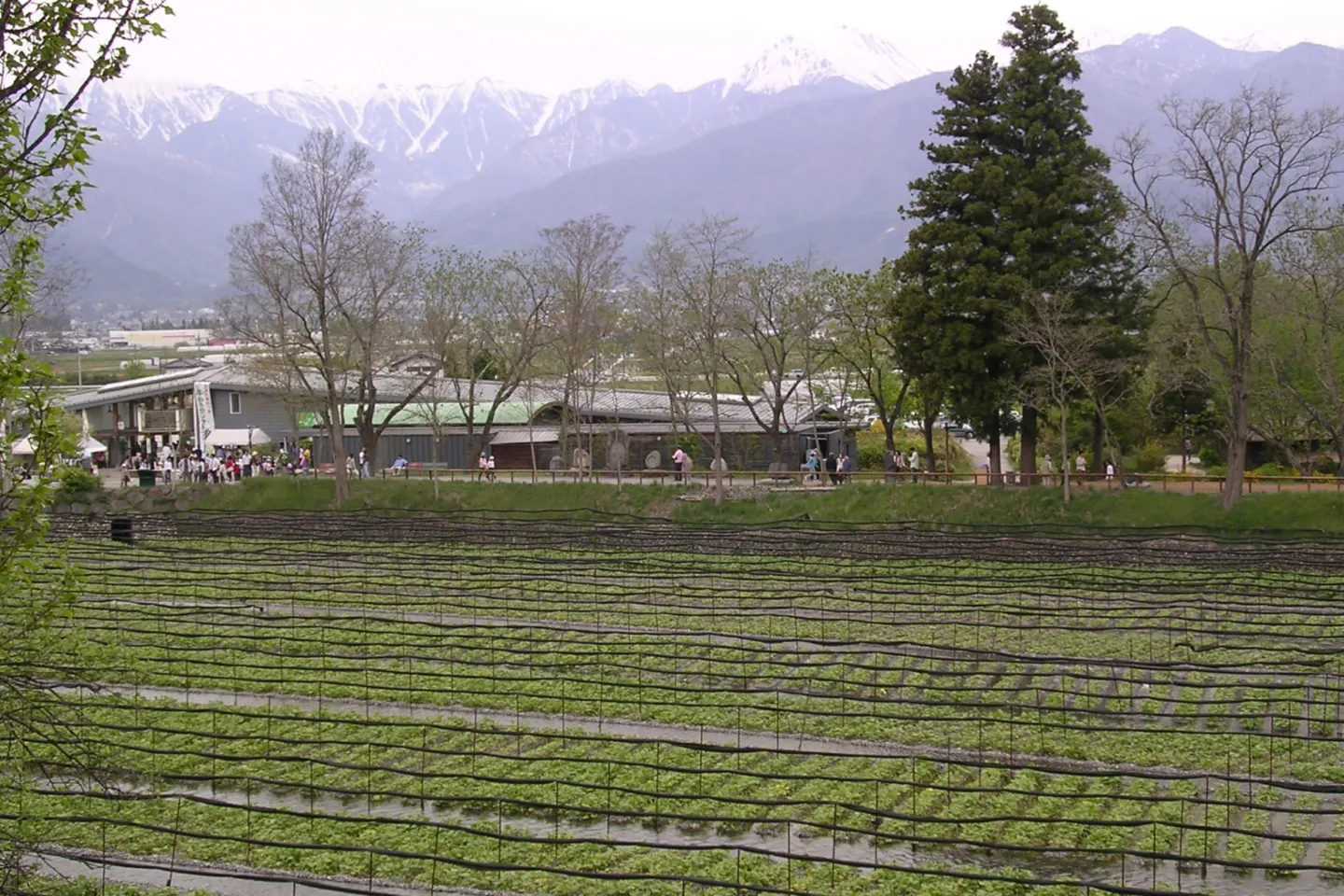大王わさび農場