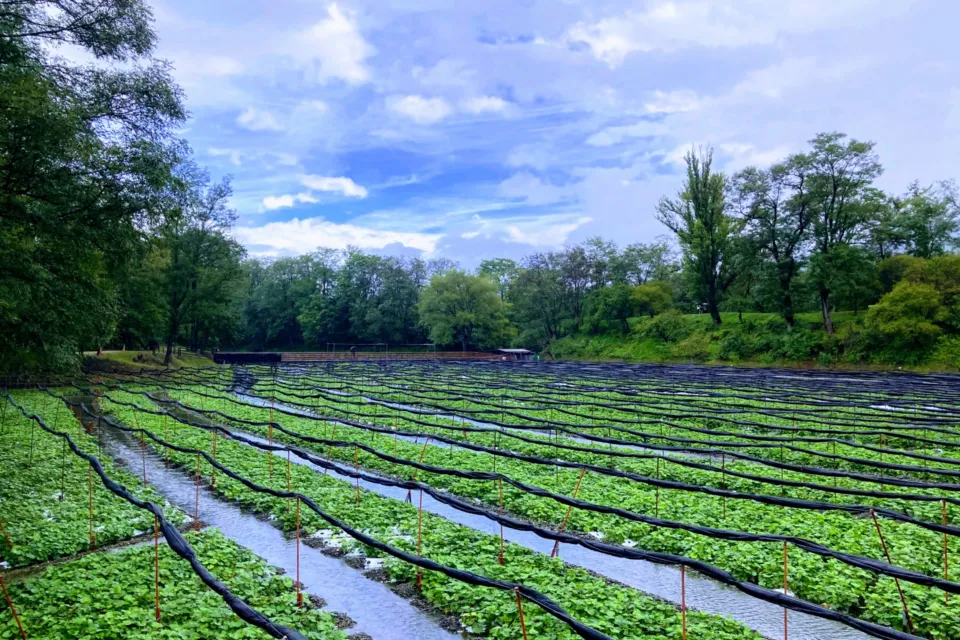 大王わさび農場