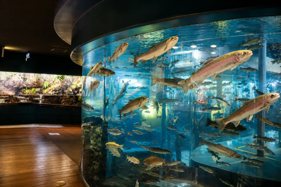 山梨県立富士湧水の里水族館 森の中の水族館