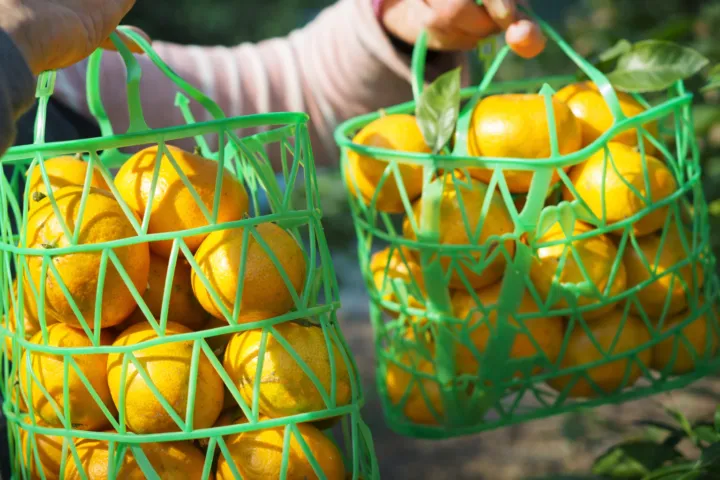 蒲郡オレンジパーク