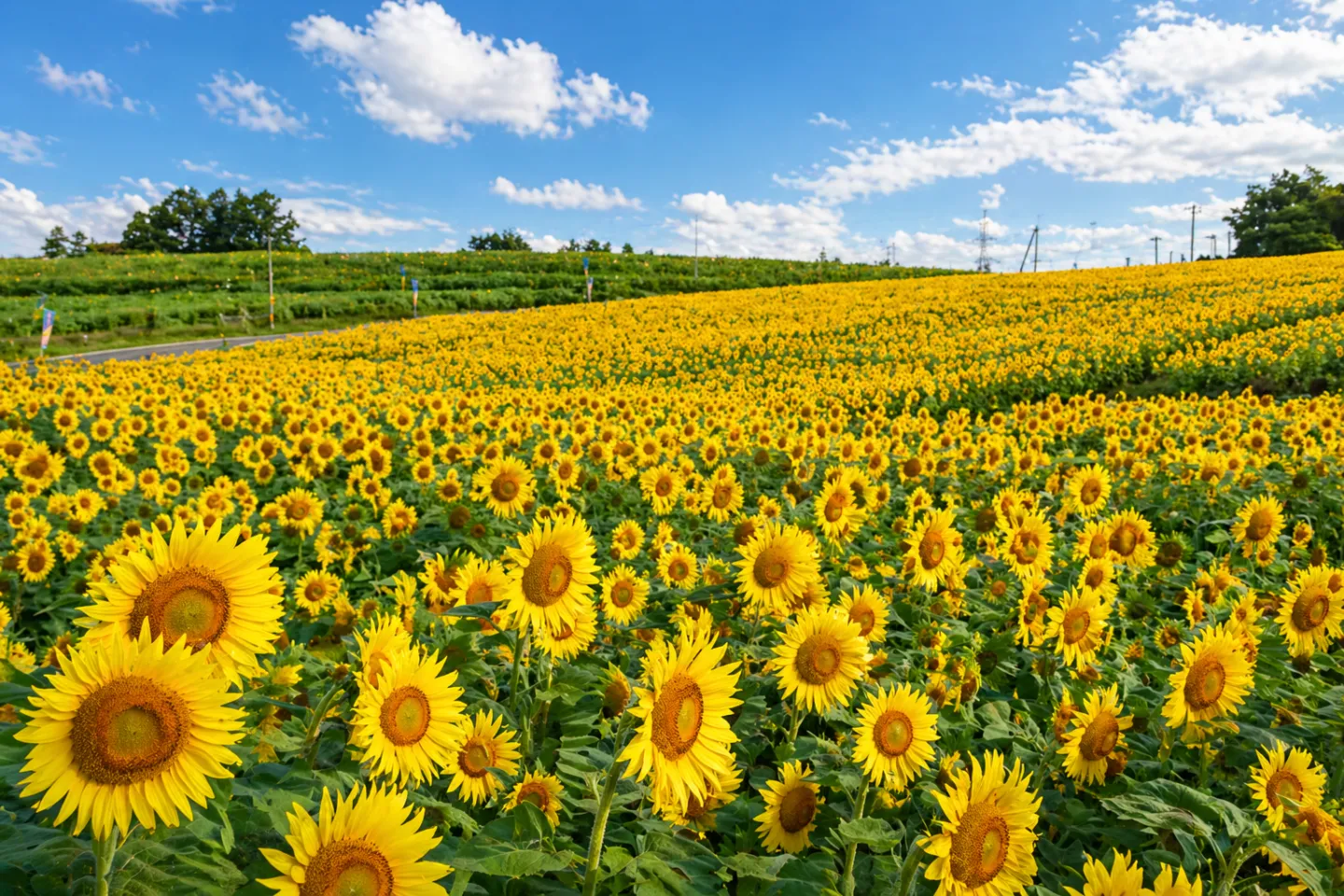 ひまわりの丘（宮城県）