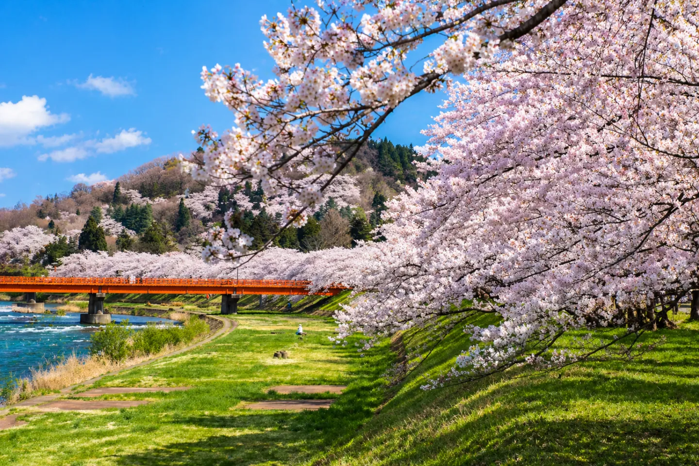 桧木内川堤公園