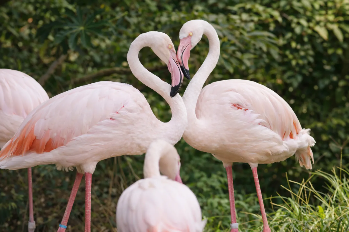 広島市安佐動物公園