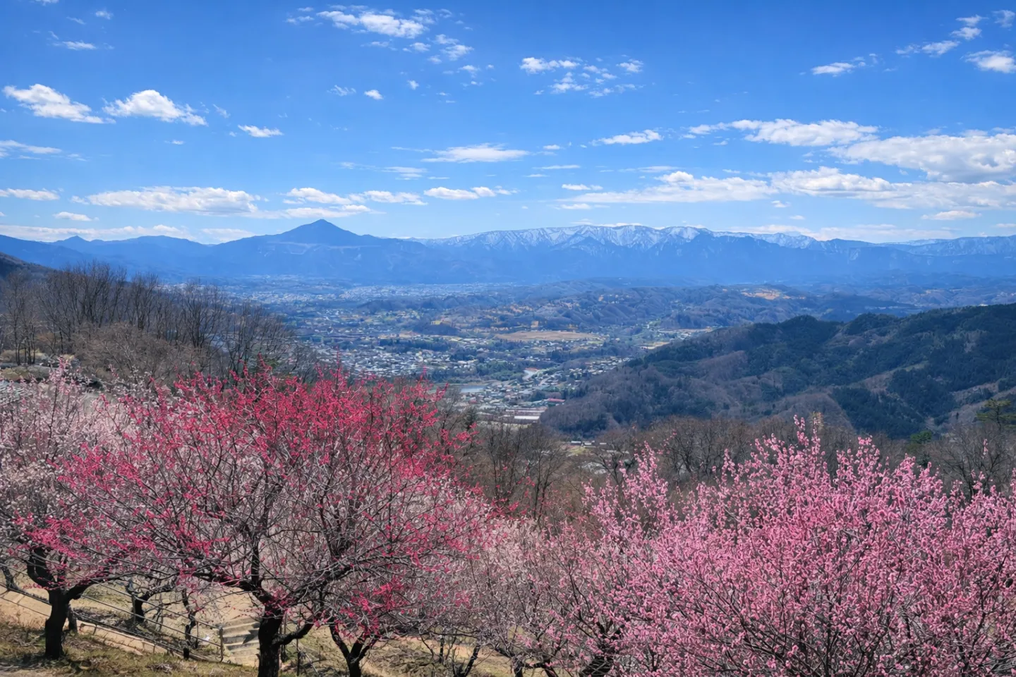 宝登山 梅百花園