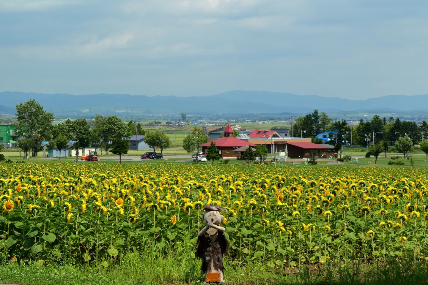 北竜町ひまわりの里