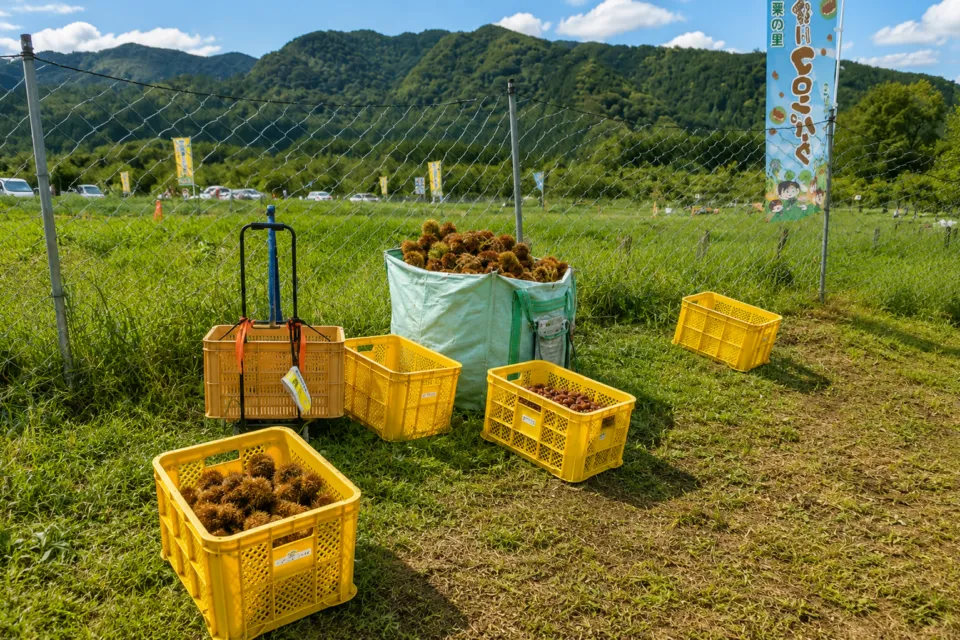 いが栗の里 中津川マロンパーク