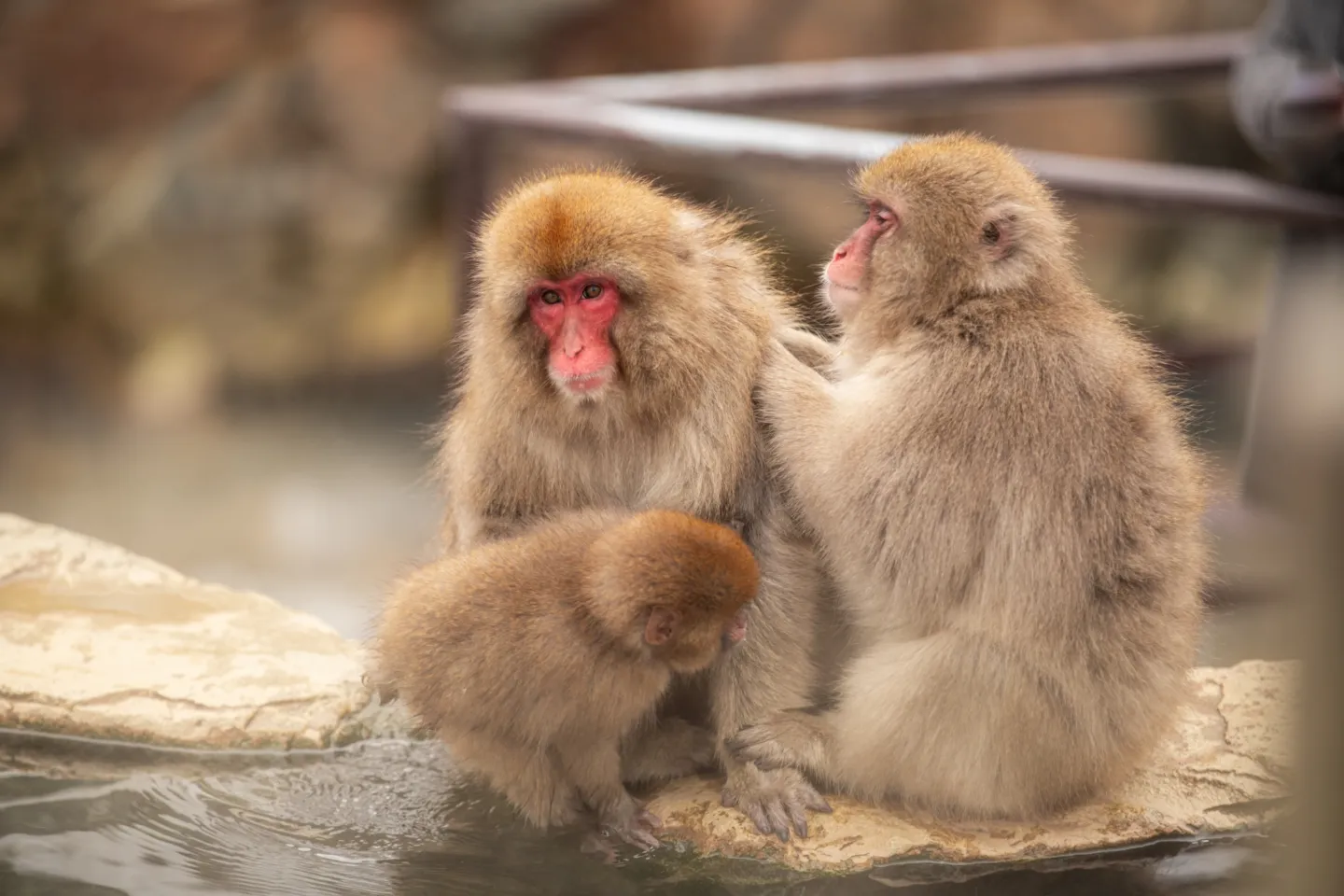 地獄谷野猿公苑
