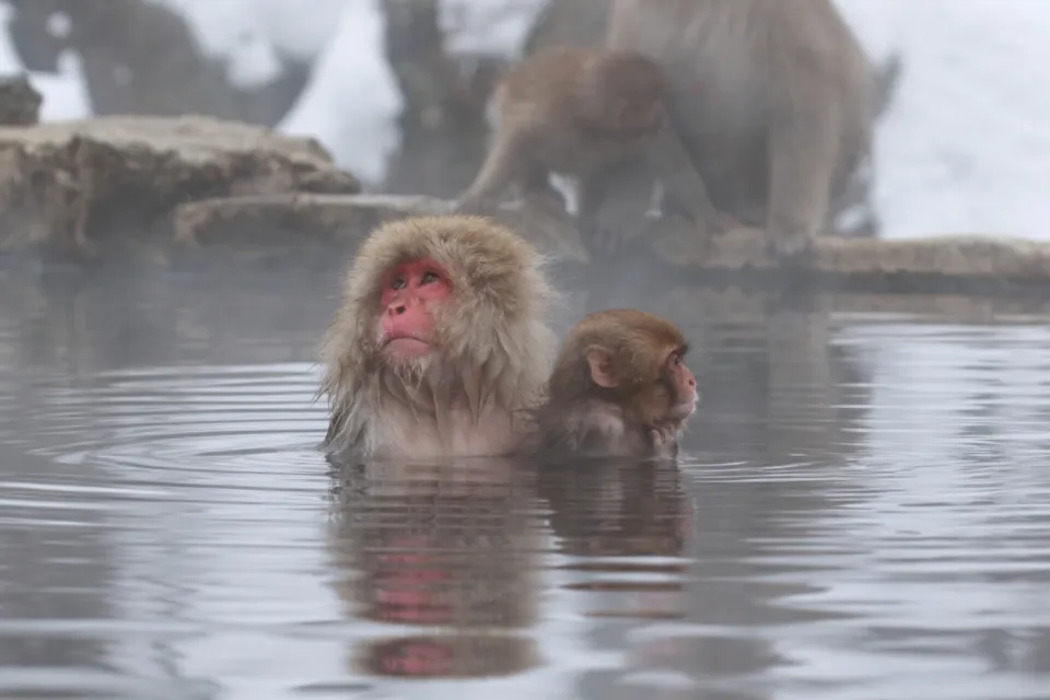 地獄谷野猿公苑