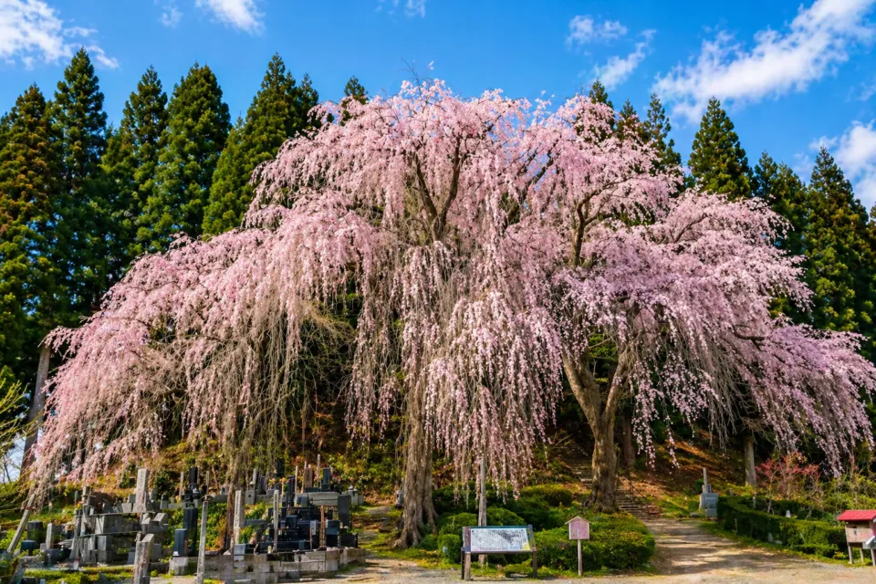 角館武家屋敷通り