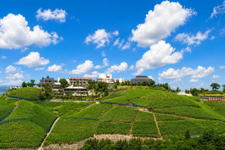 甲州市勝沼 ぶどうの丘