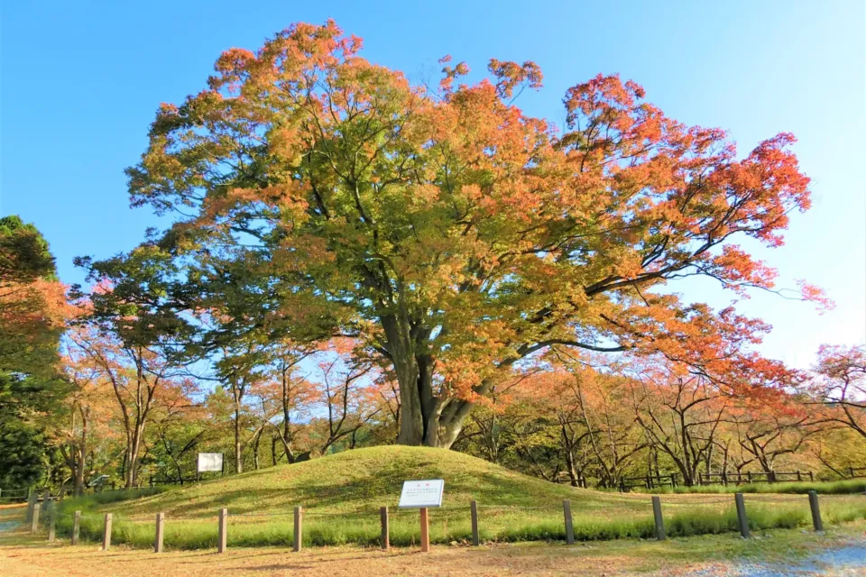 舞鶴山 天童公園