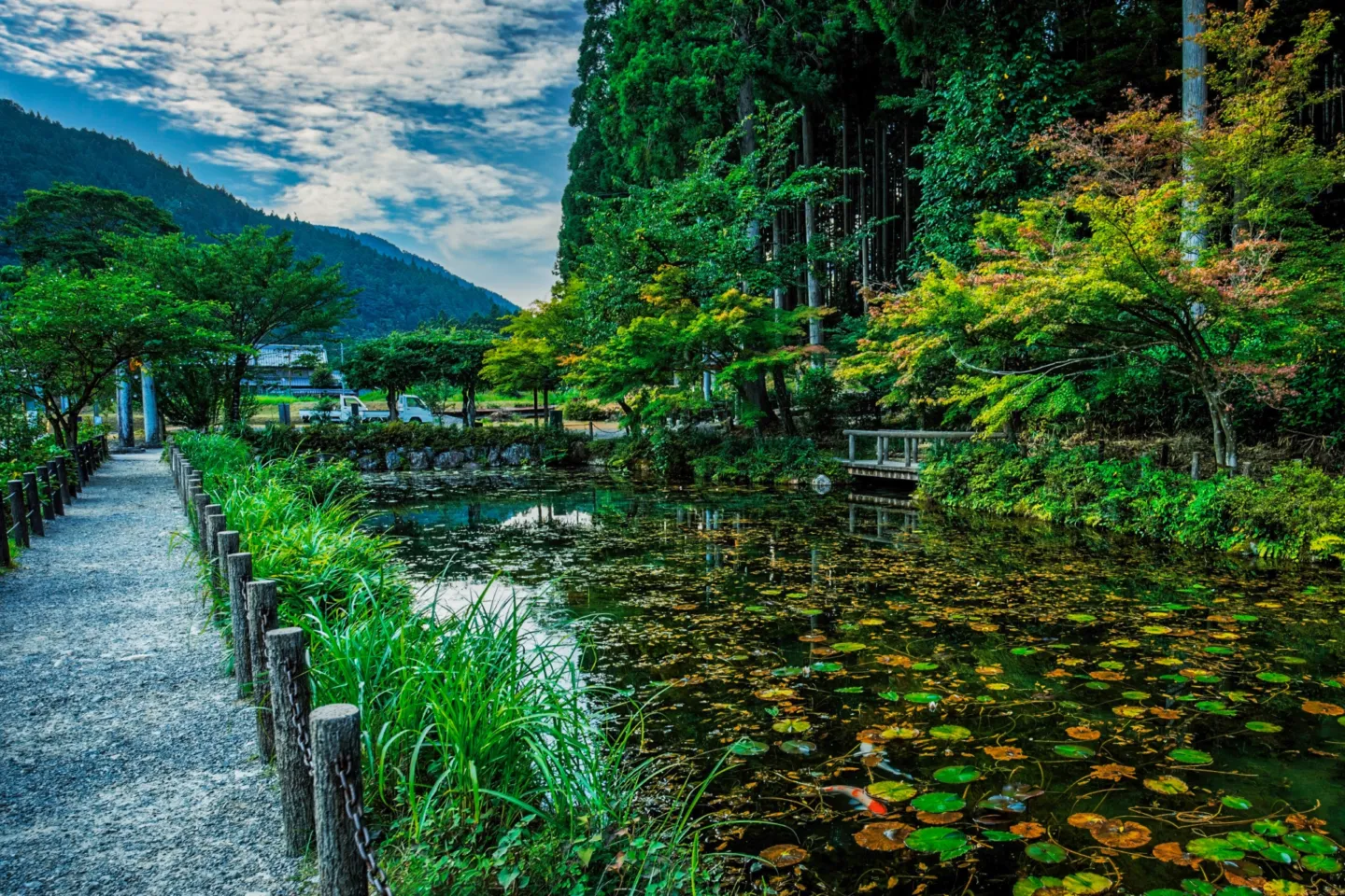 名もなき池（モネの池）