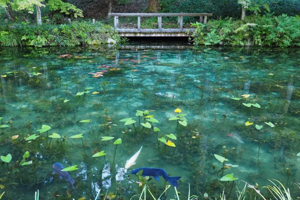 名もなき池（モネの池）